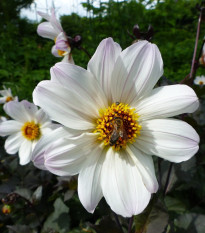 Georgína Bishop of Dover - Dahlia - cibuľoviny - 1 ks