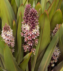 Chocholka bodkovaná - Eucomis comosa - cibuľoviny - 1 ks