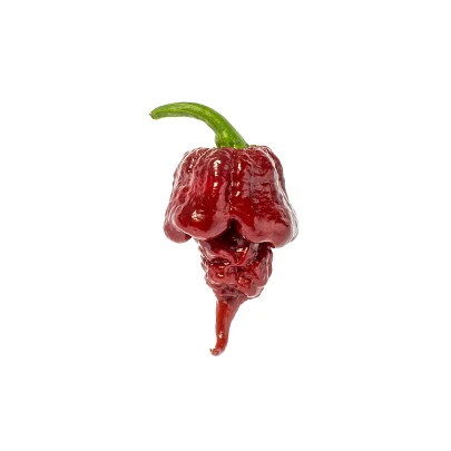 Chilli Carolina Reaper Chocolate - Capsicum chinense - semená - 5 ks