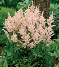 Astilba Peach Blossom - Astilbe japonica - cibuľoviny - 1 ks