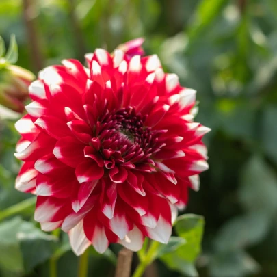 Georgína Red and White Fubuki - Dahlia - cibuľoviny - 1 ks