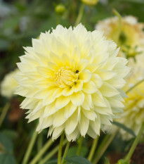 Georgína Canary Fubuki - Dahlia - cibuľoviny - 1 ks