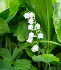 Konvalinka vonná - Convallaria majalis - voľnokorenné sadenice - 1ks