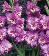 Gladiola Tango – Gladiolus – hľuzy gladioly