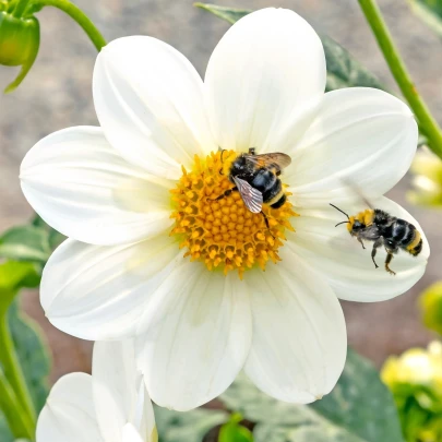 Georgína Mignon biela - Dahlia - cibuľoviny - 1 ks