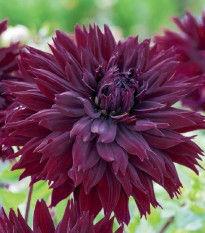 Georgína Black Touch - Dahlia - cibuľoviny - 1 ks