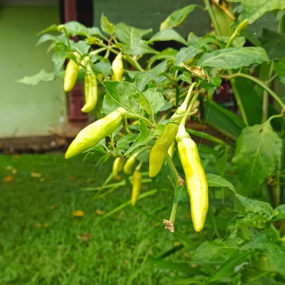 Semená papriky – Paprika Sweet Banana – Capsicum annuum