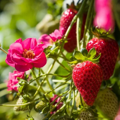 Jahoda Summer Breeze Cherry F1 - Fragaria - semená - 10 ks