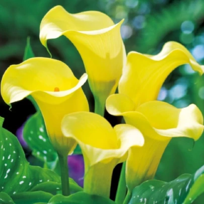 Kala Black Magic - Zantedeschia - cibuľoviny - 1 ks