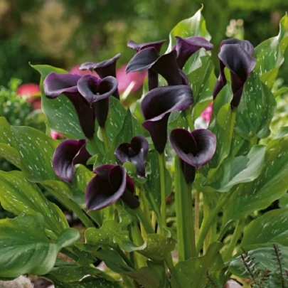 Kala Odessa - Zantedeschia - cibuľoviny - 1 ks