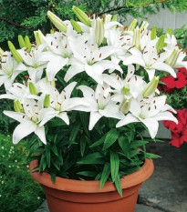 Ľalia Ivory Pixie - Lilium - cibuľoviny - 1 ks