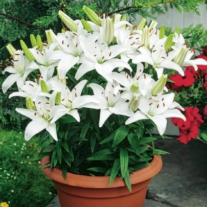 Ľalia Ivory Pixie - Lilium - cibuľoviny - 1 ks