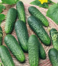 Uhorka Najada F1 - Cucumis sativus - semená - 15 ks