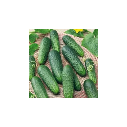 Uhorka Najada F1 - Cucumis sativus - semená - 15 ks