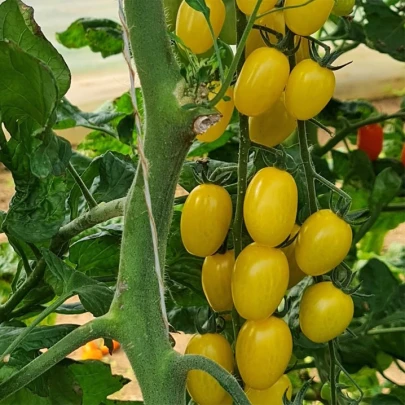 Paradajka Dattolime F1 - Solanum lycopersicum - semená - 6 ks