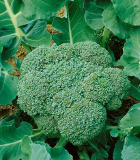 BIO Brokolica Calabrese Natalino - Brassica oleracea L. - bio semená - 30 ks