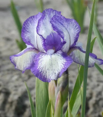 Kosatec nízky Petit Polka - Iris pumila - hľuzy - 1 ks