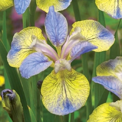 Kosatec sibírsky Tipped in Blue - Iris sibirica - hľuzy - 1 ks