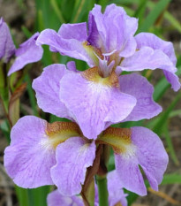 Kosatec sibírsky Kita-No-Seiza - Iris sibirica - hľuzy - 1 ks