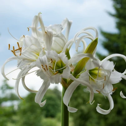 Peruánsky narcis Festalis - Ismena - cibuľoviny - 1 ks