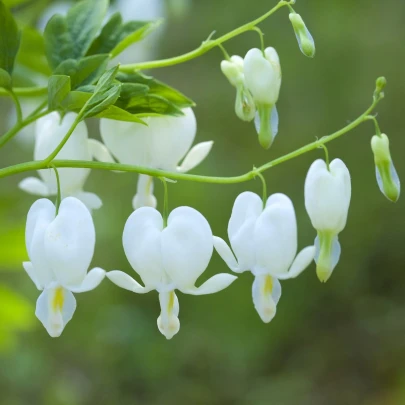 Srdcovka nádherná biela – Dicentra spectabilis – hľuzy srdcovky