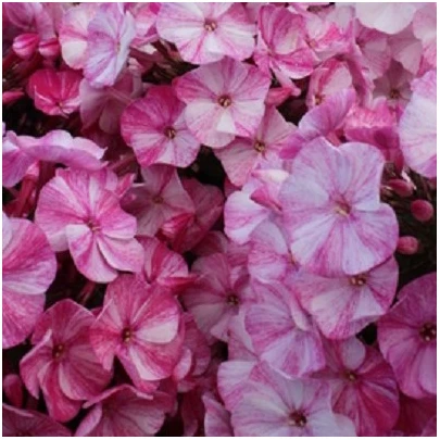 Plamienka Freckle Red Shades - Phlox - voľnokorenné sadenice plamienky - 1 ks