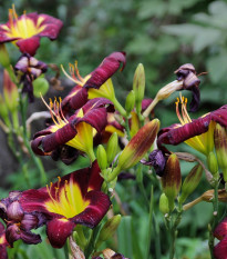 Ľaliovka Night Beacon – Hemerocallis – hľuzy ľaliovky