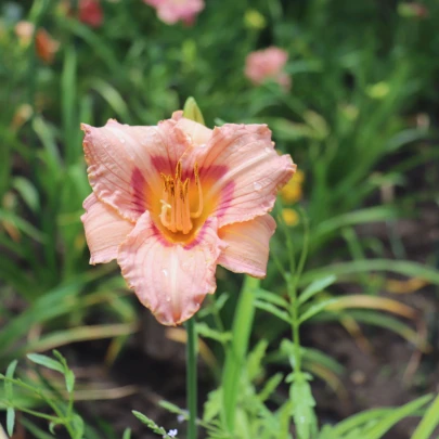 Ľaliovka Longsfield Glory - Hemerocallis - cibuľoviny - 1 ks