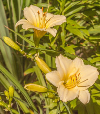 Ľaliovka Longsfield Pearl - Hemerocallis - cibuľoviny - 1 ks