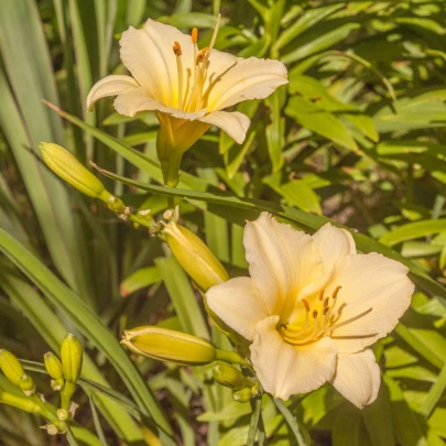 Ľaliovka Longsfield Pearl - Hemerocallis - cibuľoviny - 1 ks