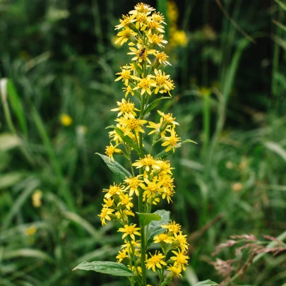 Zlatobyľ obyčajná - Solidago virgaurea - semená - 10 ks