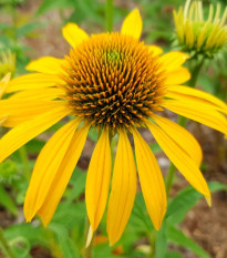 Echinacea žltá - Echinacea - voľnokorenné sadenice echinacey - 1 ks