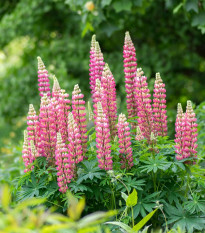 Lupina ružová - Lupinus - voľnokorenné sadenice lupiny - 1 ks