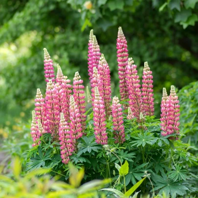 Lupina ružová - Lupinus - voľnokorenné sadenice lupiny - 1 ks