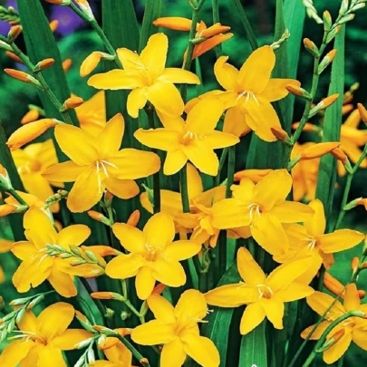 Montbrécia Sonate - Crocosmia - cibuľoviny - 4 ks