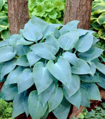 Funkia - Bohyška - Hosta Canadian Blue - cibuľoviny - 1 ks