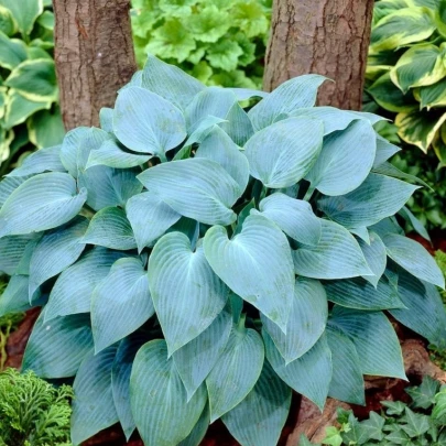 Funkia - Bohyška - Hosta Canadian Blue - cibuľoviny - 1 ks