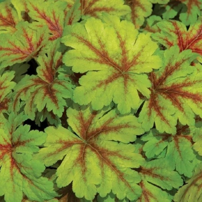 Heuchera Dales Strain - Heuchera - voľnokorenné sadenice heuchery - 1 ks