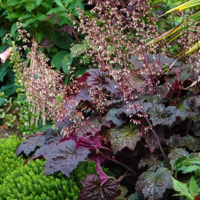 Heuchera Purple Palace - Heuchera - voľnokorenné sadenice heuchery - 1 ks