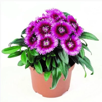 Klinček Chiba Purple Picotee F1 - Dianthus - semená - 18 ks