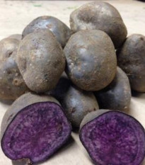 Sadbové zemiaky Blue Congo - Solanum tuberosum - zemiaky - 5 ks