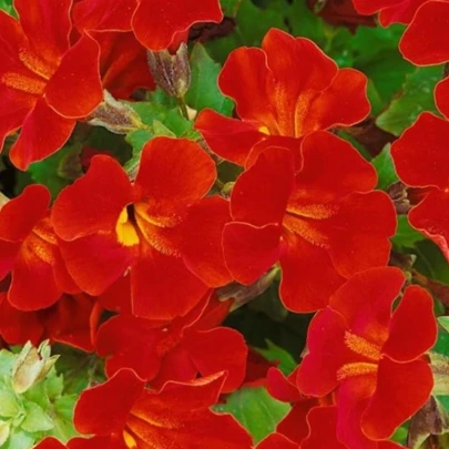 Čarodejka Magic Red - Mimulus hybridus - semená - 30 ks