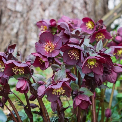 Čemerica purpurová - Helleborus purpurascens - voľnokorenné sadenice čemerice - 1 ks