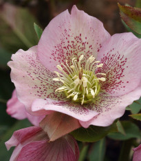 Čemerica východná - Helleborus orientalis - voľnokorenné sadenice čemerice - 1 ks