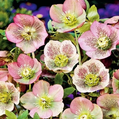 Čemerica východná - Helleborus orientalis - voľnokorenné sadenice čemerice - 1 ks