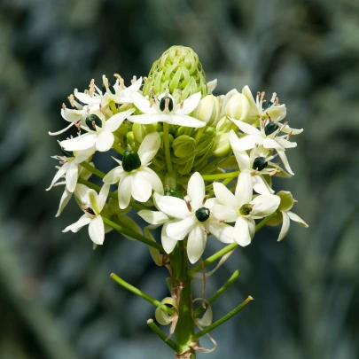 Bledavka Saundersova - Ornithogalum saundersiae - cibuľoviny - 1 ks