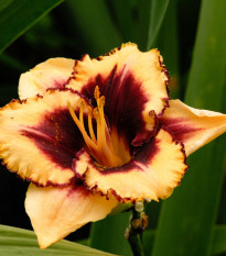 Ľaliovka Eye on America - Hemerocallis - cibuľoviny - 1 ks