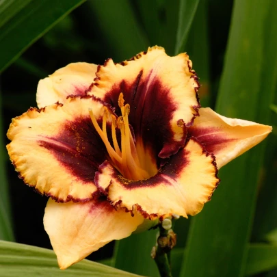 Ľaliovka Eye on America - Hemerocallis - cibuľoviny - 1 ks