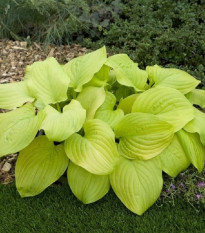 Funkia - Bohyška - Hosta Tortilla Chip - cibuľoviny - 1 ks