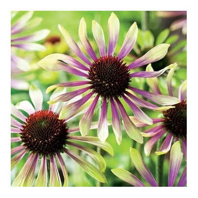 Echinacea Green Twister - Echinacea purpurea - voľnokorenné sadenice echinacey - 1 ks